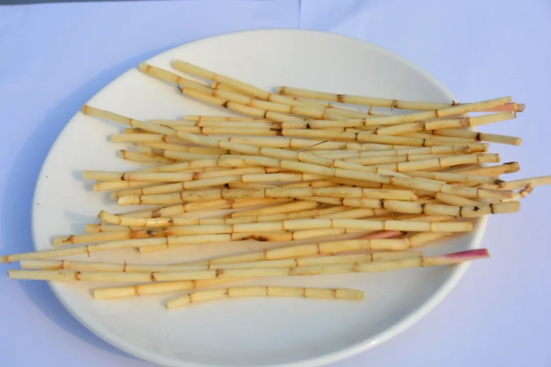 白茅根（白刀草）