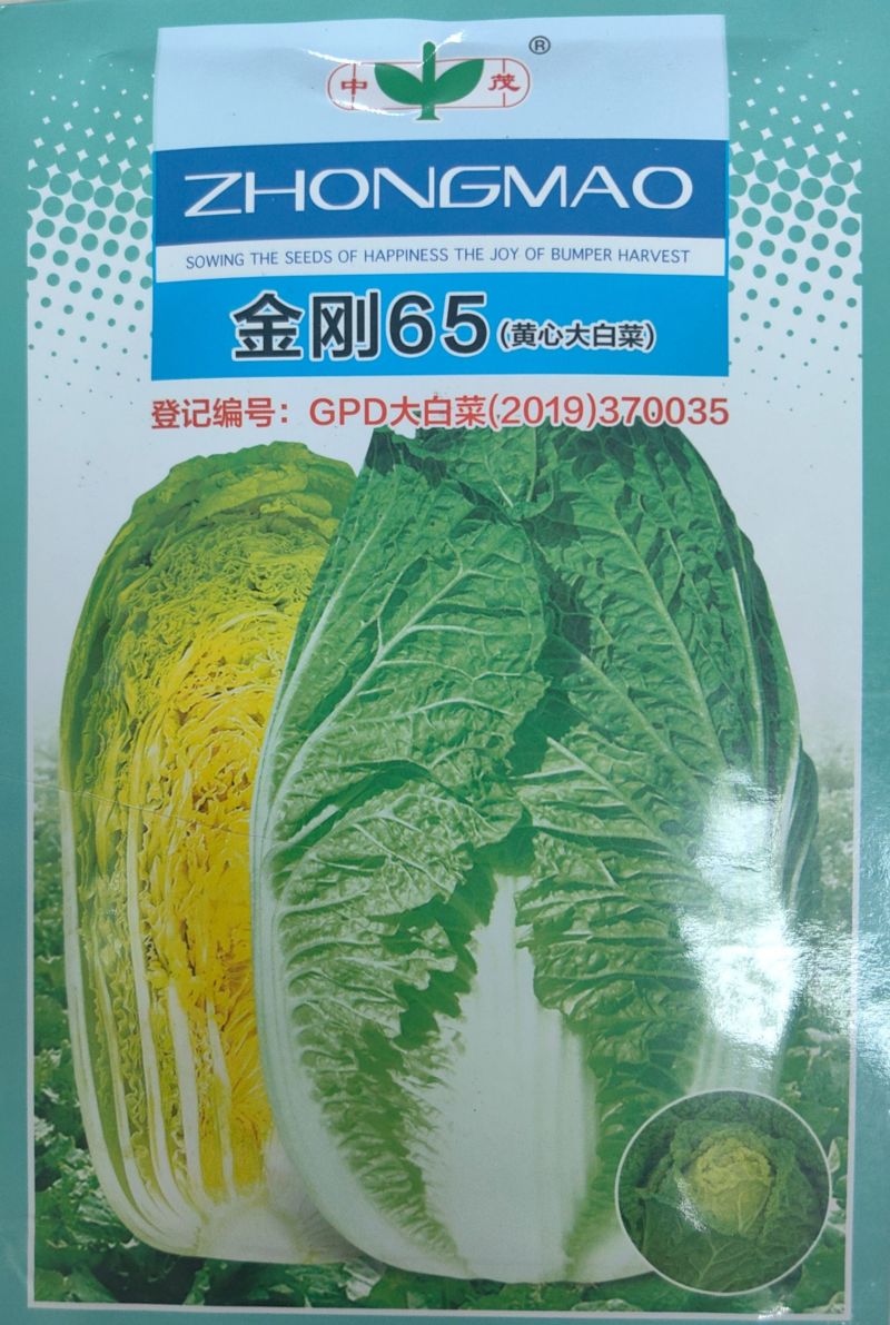 金刚65黄心大白菜种子早熟65天叶球深鲜黄菜帮较薄