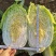 金刚65黄心大白菜种子早熟65天叶球深鲜黄菜帮较薄