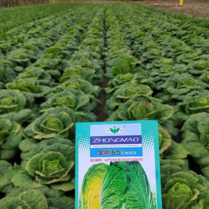 金刚65黄心大白菜种子早熟65天叶球深鲜黄菜帮较薄