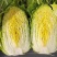 金刚65黄心大白菜种子早熟65天叶球深鲜黄菜帮较薄