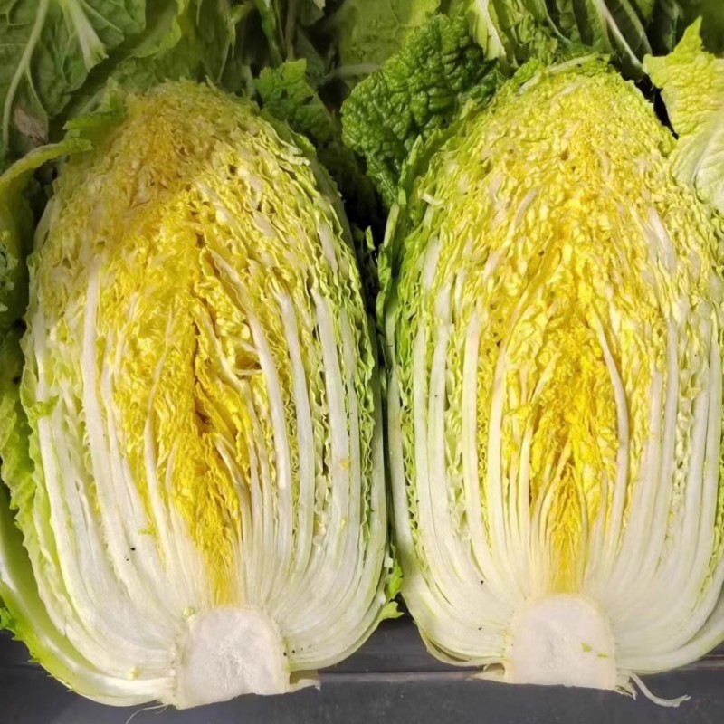 金刚65黄心大白菜种子早熟65天叶球深鲜黄菜帮较薄