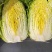金刚65黄心大白菜种子早熟65天叶球深鲜黄菜帮较薄