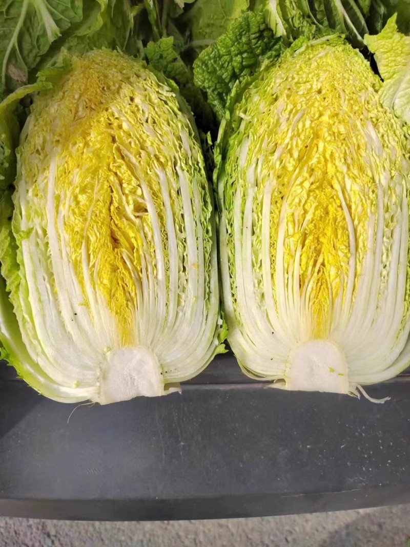 金刚65黄心大白菜种子早熟65天叶球深鲜黄菜帮较薄