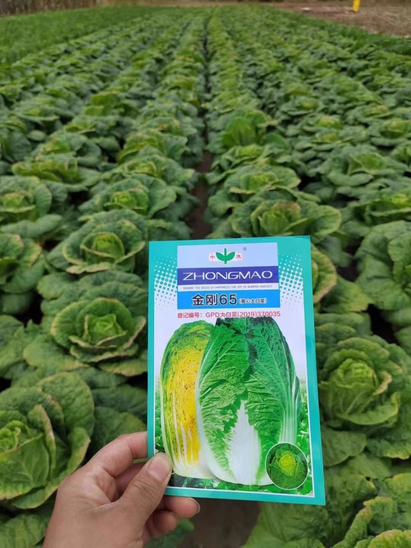 金刚65黄心大白菜种子早熟65天叶球深鲜黄菜帮较薄