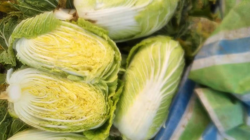 金刚65黄心大白菜种子早熟65天叶球深鲜黄菜帮较薄