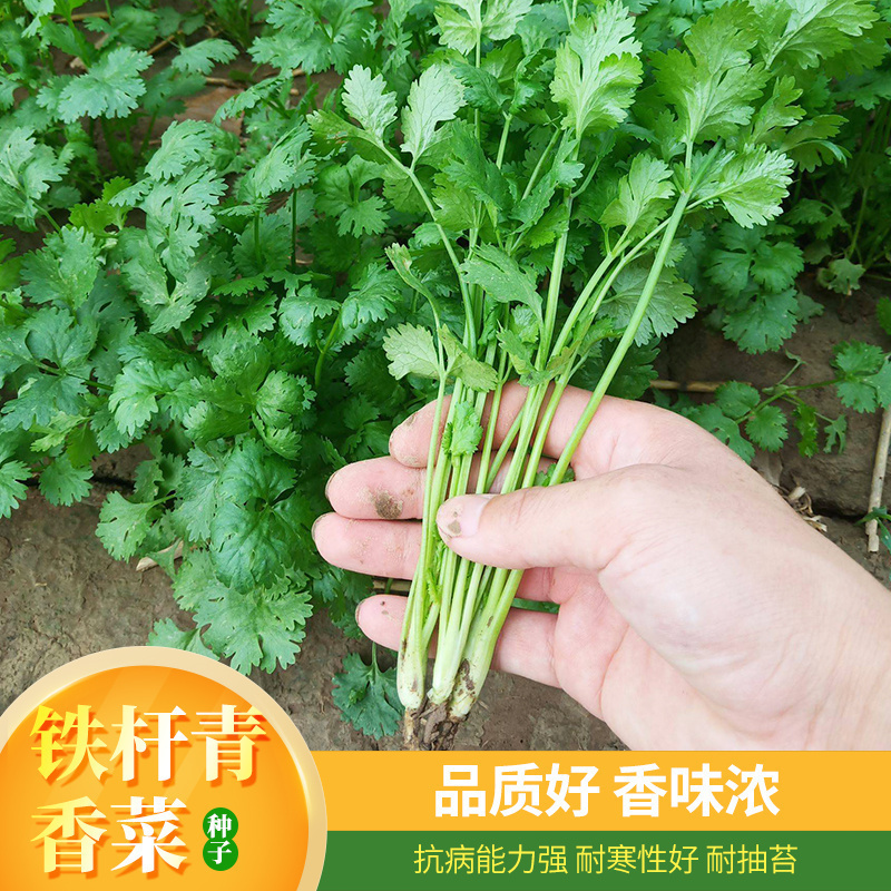 四季铁杆大叶香菜种子耐热耐寒晚抽苔铁杆青芫荽种子