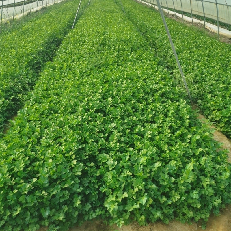 四季铁杆大叶香菜种子耐热耐寒晚抽苔铁杆青芫荽种子