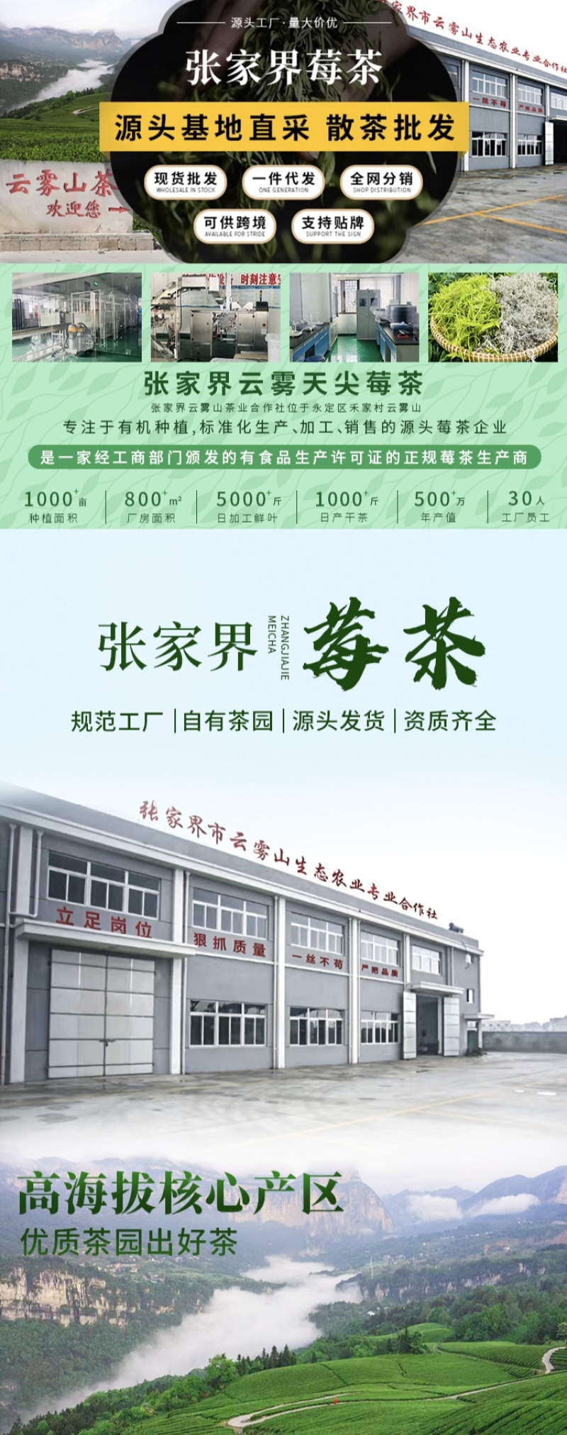 张家界莓茶特级野生龙须芽尖野生藤茶土家神茶茅岩莓茶
