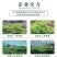 张家界莓茶特级野生龙须芽尖野生藤茶土家神茶茅岩莓茶