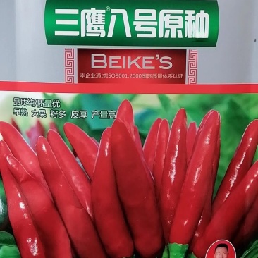 三鹰八号原种朝天椒种子朝天簇生抗病抗倒抗旱耐涝