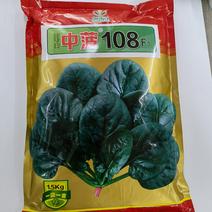 菠菜种子、中菠108-2，1.5公斤