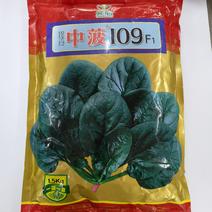 菠菜种子、中菠1091.5公斤