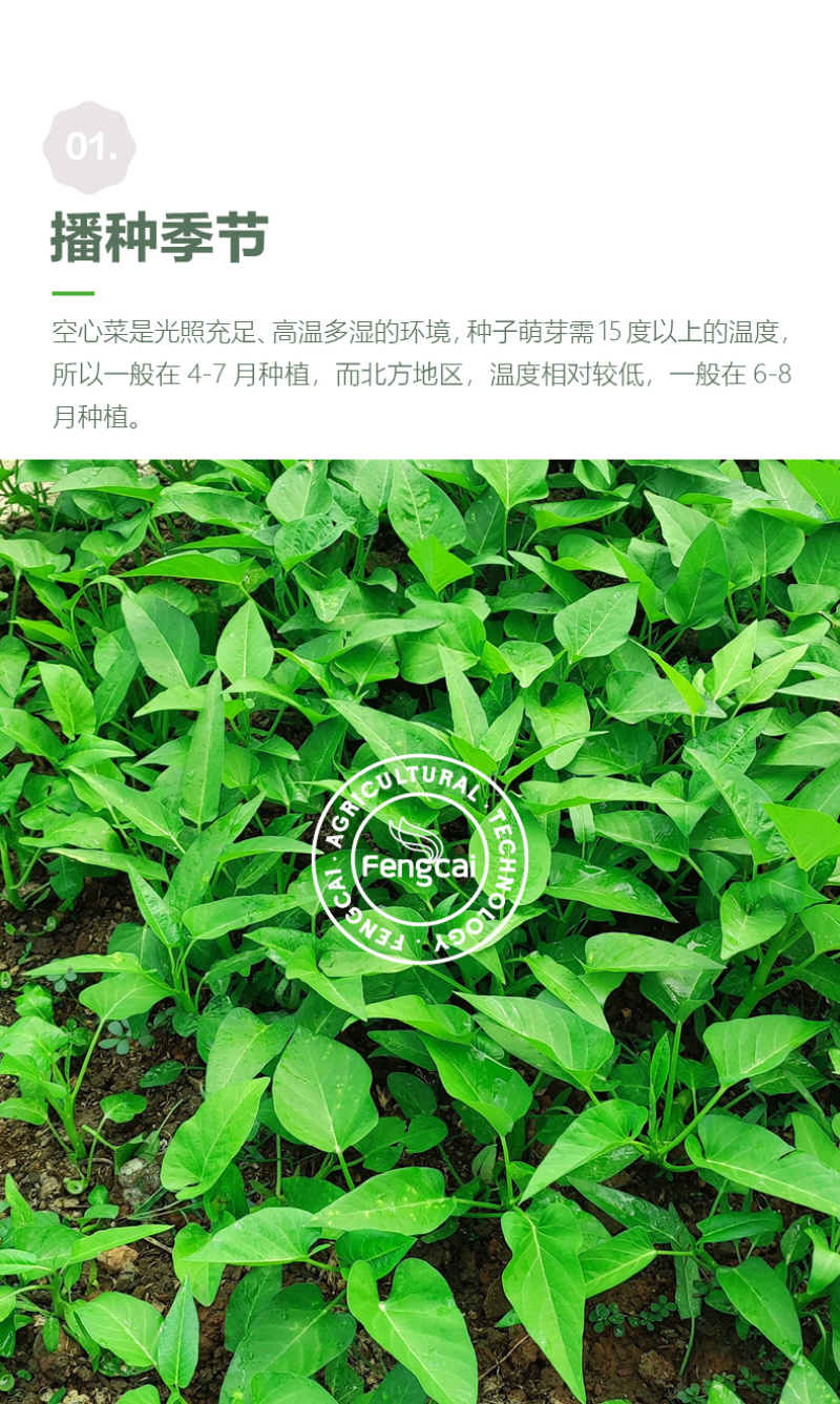 三叉空心菜种子泰国进口特点梗脆嫩春夏秋三季均可播种