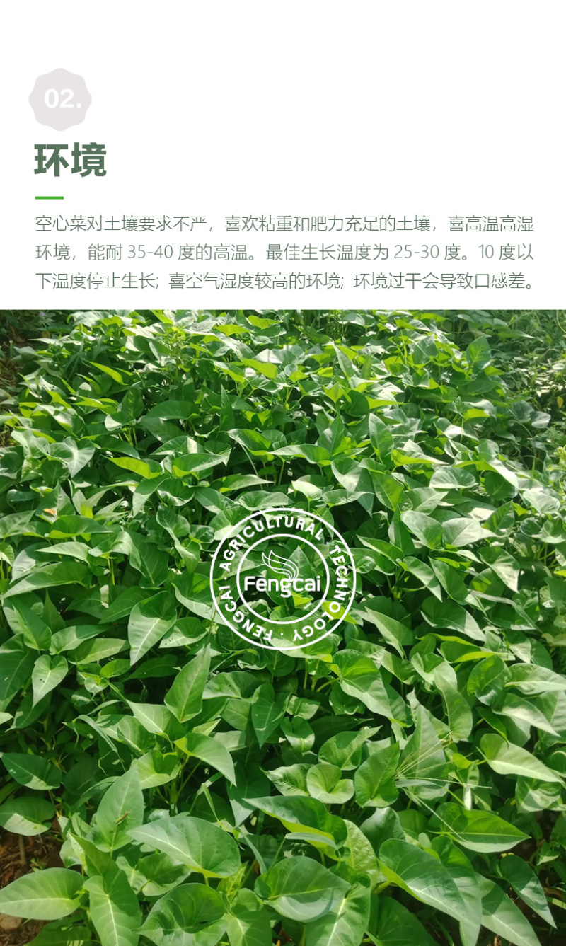 三叉空心菜种子泰国进口特点梗脆嫩春夏秋三季均可播种