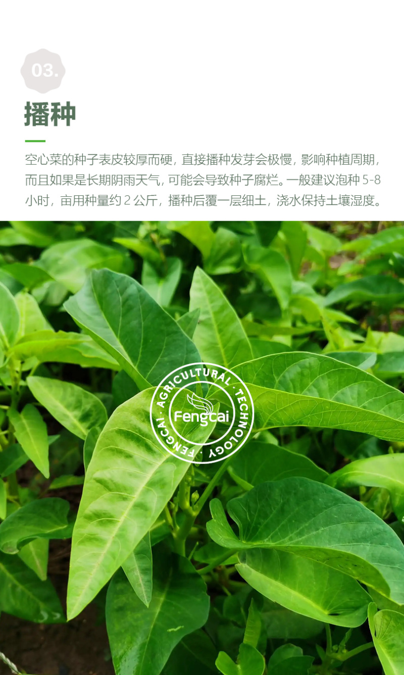 三叉空心菜种子泰国进口特点梗脆嫩春夏秋三季均可播种