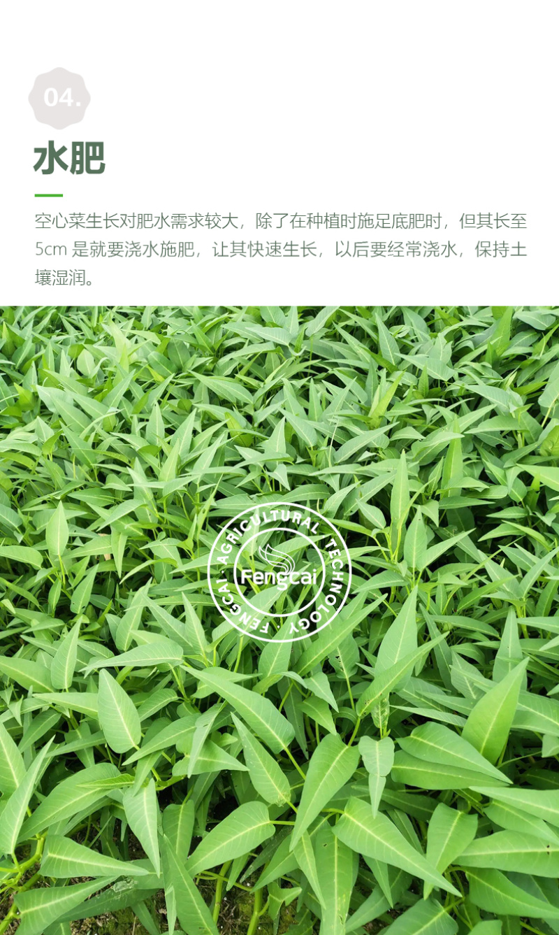 三叉空心菜种子泰国进口特点梗脆嫩春夏秋三季均可播种