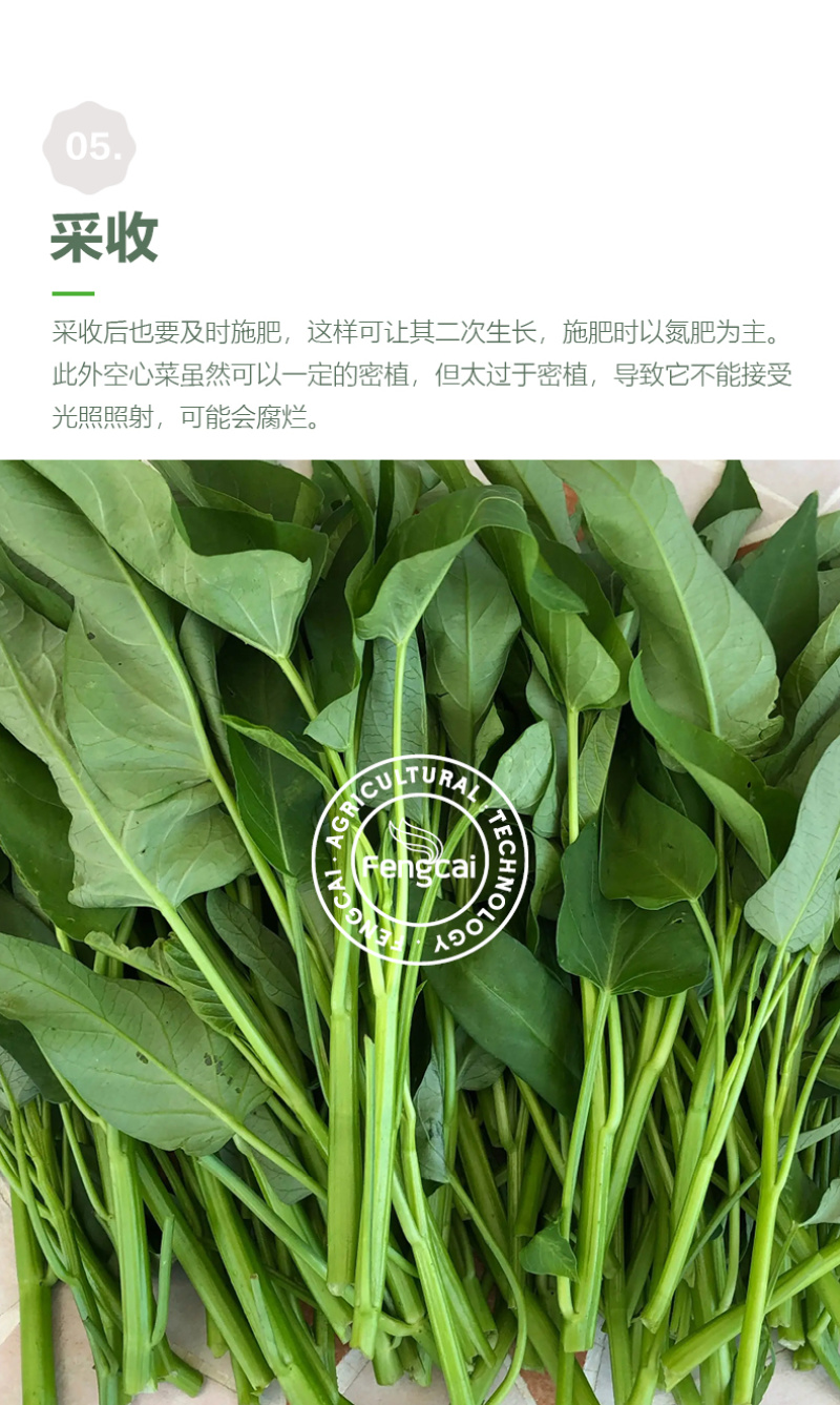 三叉空心菜种子泰国进口特点梗脆嫩春夏秋三季均可播种