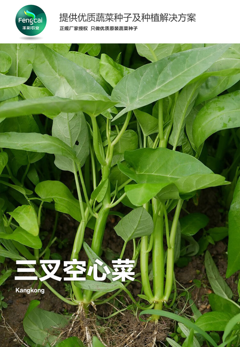 三叉空心菜种子泰国进口特点梗脆嫩春夏秋三季均可播种