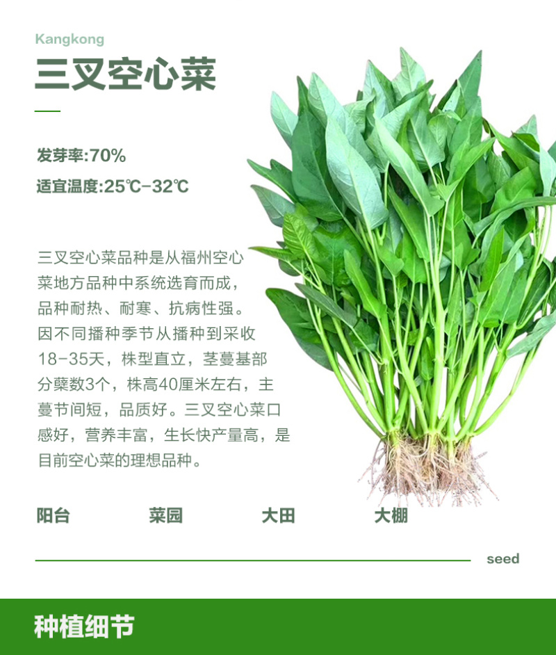 三叉空心菜种子泰国进口特点梗脆嫩春夏秋三季均可播种