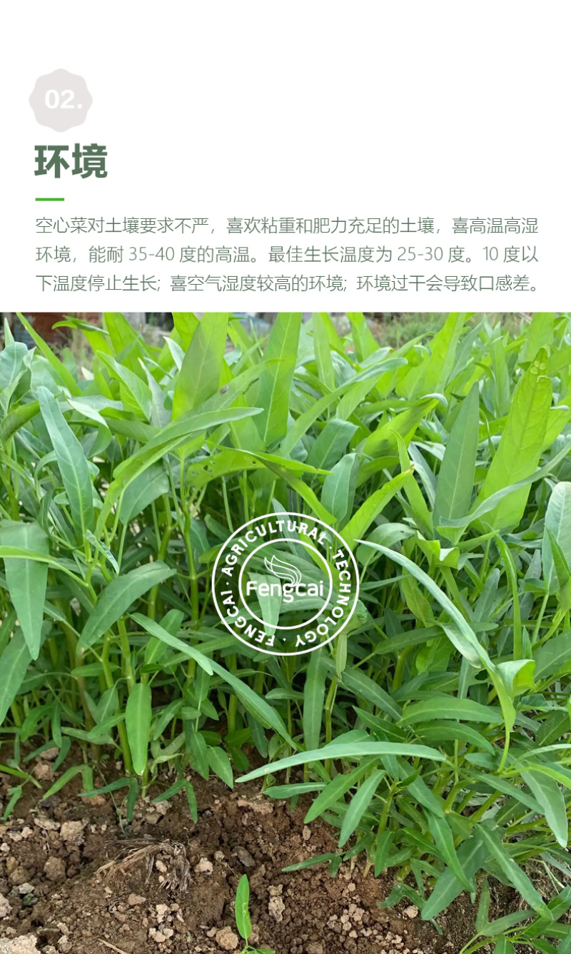 白梗柳叶空心菜种子耐寒耐风雨质脆味香叶绿色，茎白色