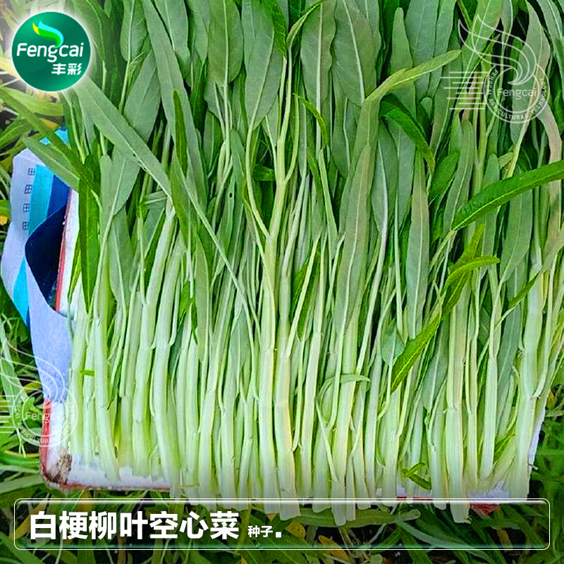 白梗柳叶空心菜种子耐寒耐风雨质脆味香叶绿色，茎白色