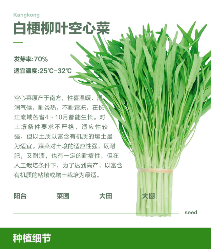 白梗柳叶空心菜种子耐寒耐风雨质脆味香叶绿色，茎白色