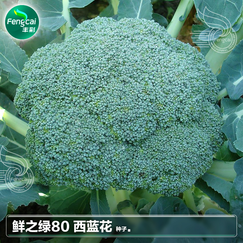 一代杂交优质西兰花种子质嫩味美重500克左右80天