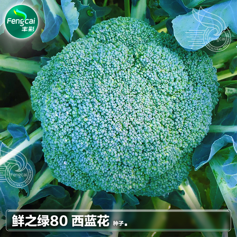 一代杂交优质西兰花种子质嫩味美重500克左右80天