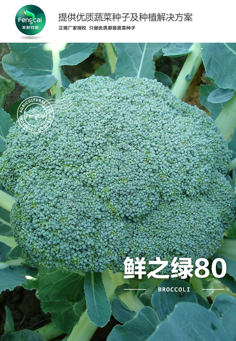 一代杂交优质西兰花种子质嫩味美重500克左右80天