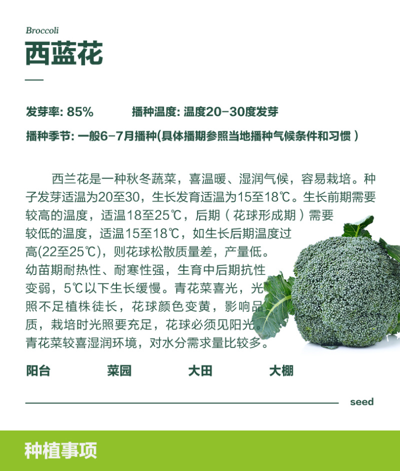 一代杂交优质西兰花种子质嫩味美重500克左右80天