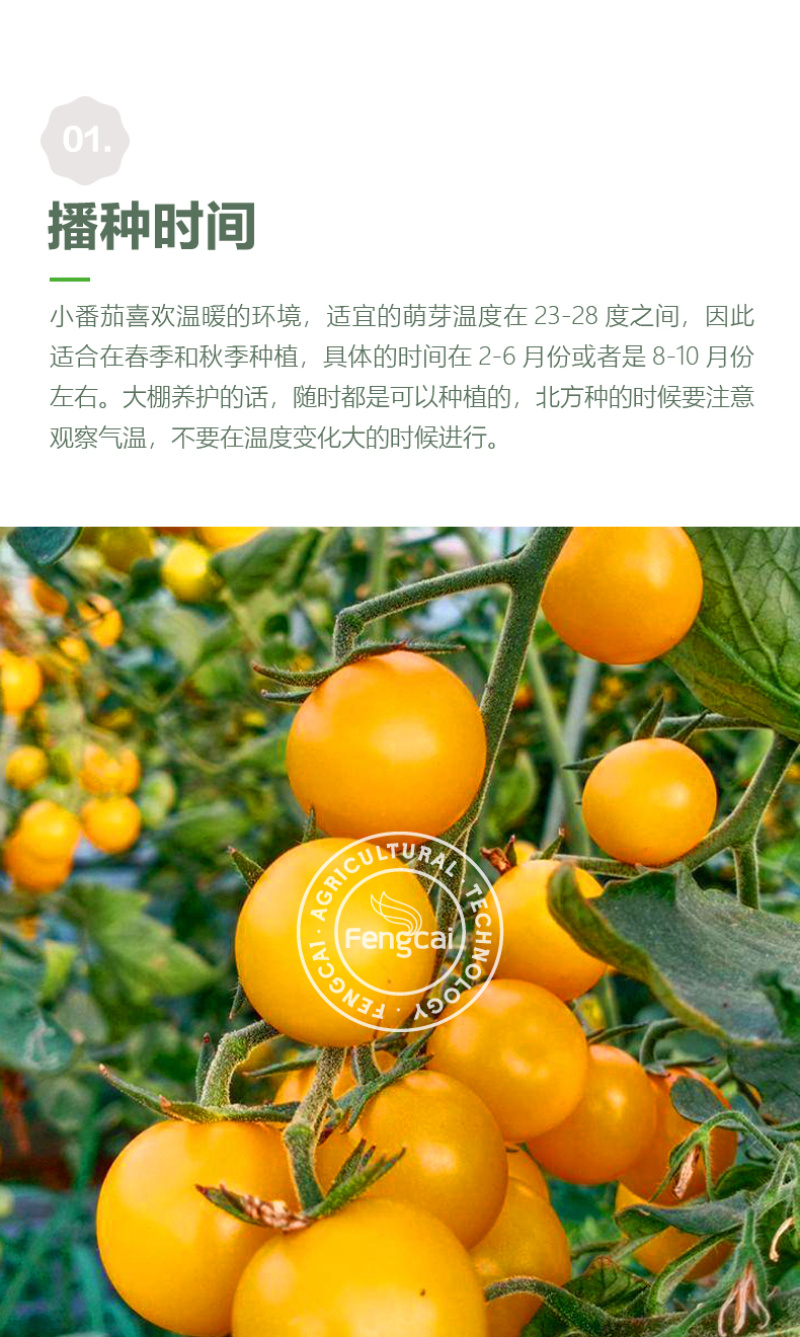 小桃仙黄色樱桃小番茄杂交种高端口感型樱桃水果番茄