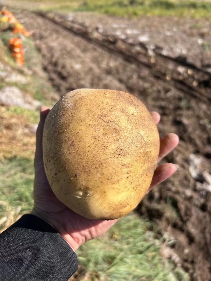 定西高山土豆希森沃土黄皮黄心产地直发商超支持电商平台一件