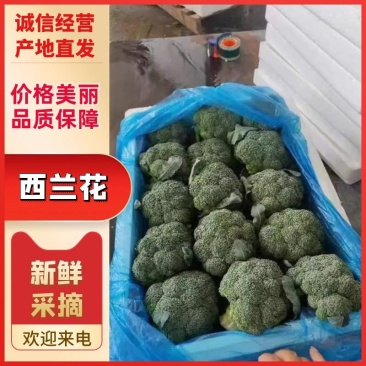 优质西兰花产地直发货源充足质量好价格优量大优惠