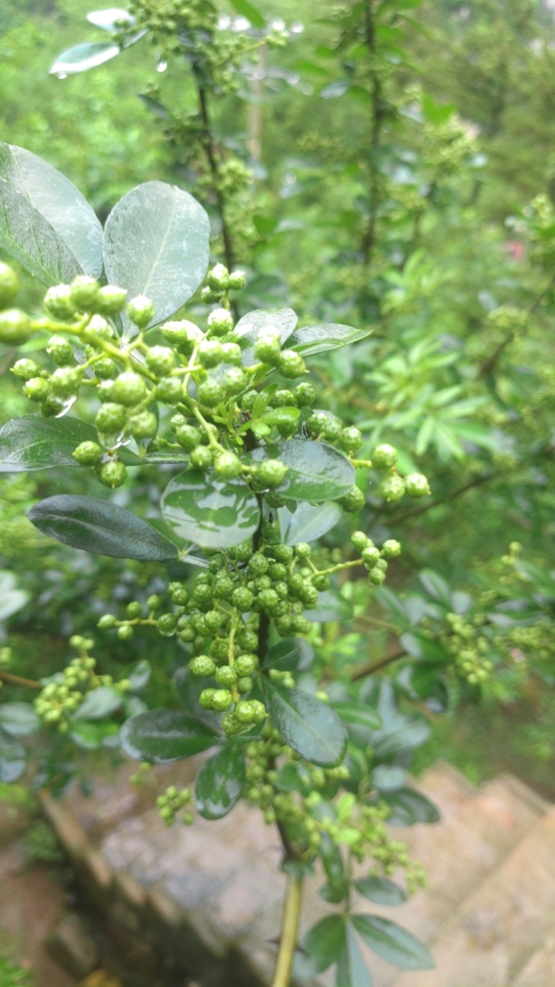 青花椒新货下来了8/一斤现摘现发湿花椒干花椒价格优惠