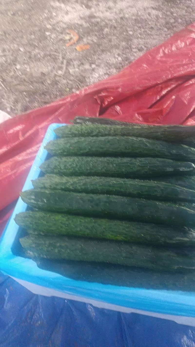 贵州精品黄瓜量大质优规格齐全一手货源欢迎咨询采购