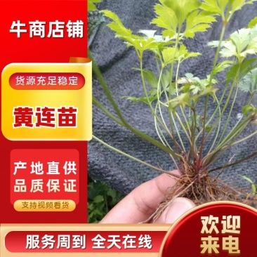 黄连苗湖北恩施黄连苗\黄连种苗经济中药材苗，根茎可如药！