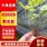 黄连苗湖北恩施黄连苗\黄连种苗经济中药材苗，根茎可如药！