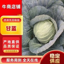 【甘蓝】河南圆包菜大量供应现砍现发对接全国市场电商