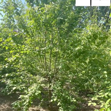 丁香树丛生丁香单杆丁香6-8公分丁香价格自产自销
