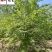 丁香树丛生丁香单杆丁香6-8公分丁香价格自产自销