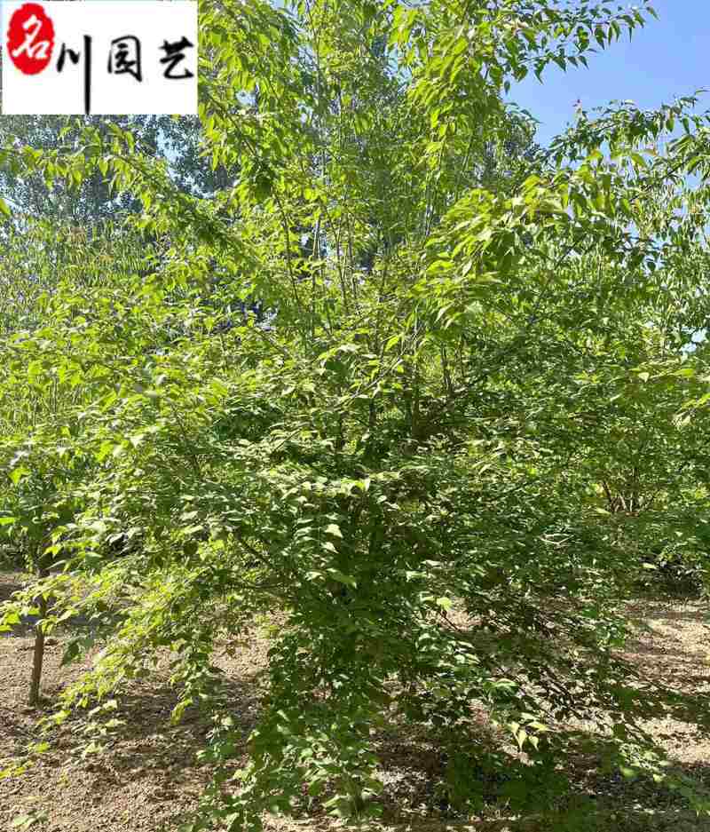 丁香树丛生丁香单杆丁香6-8公分丁香价格自产自销