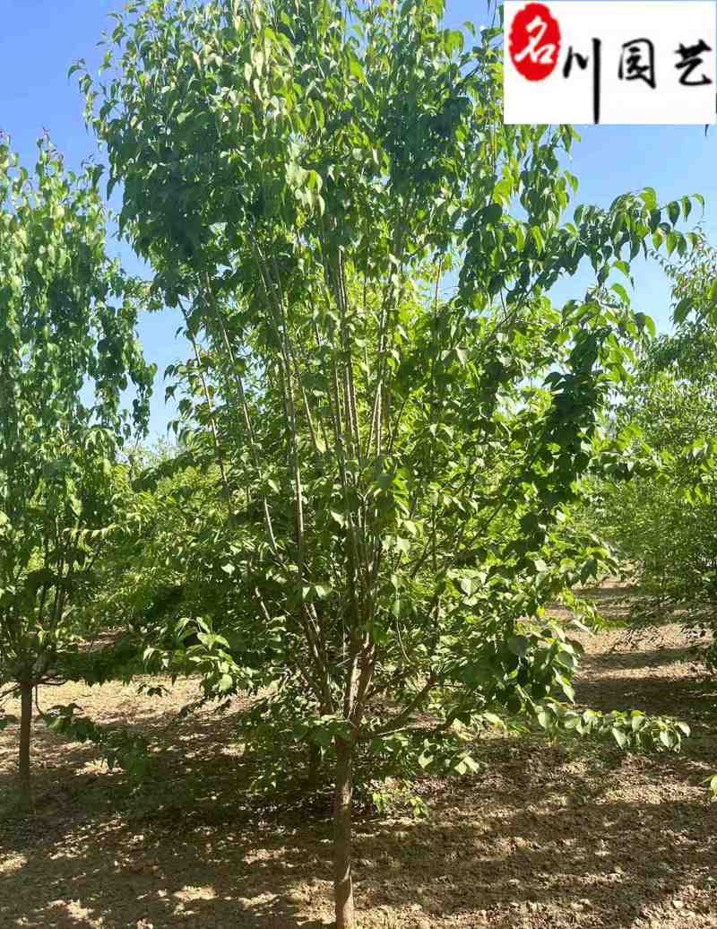 丁香树丛生丁香单杆丁香6-8公分丁香价格自产自销