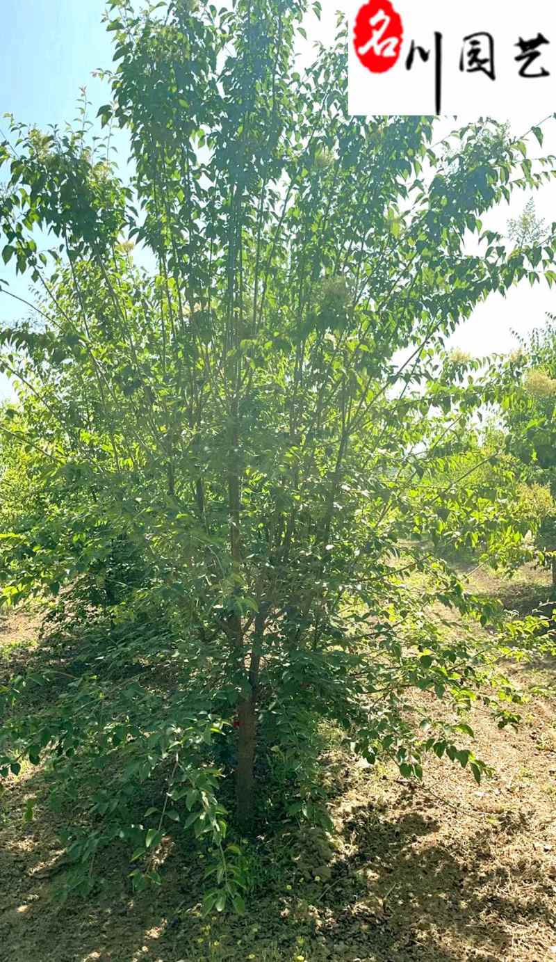 丁香树丛生丁香单杆丁香6-8公分丁香价格自产自销