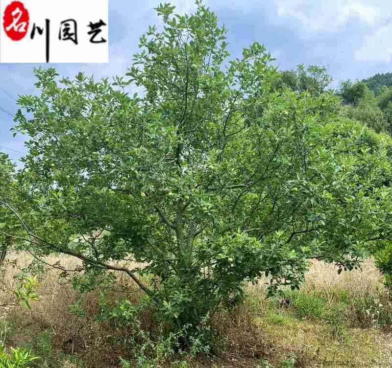 苹果树6-10公分价格四川苹果树果树批发价低物优