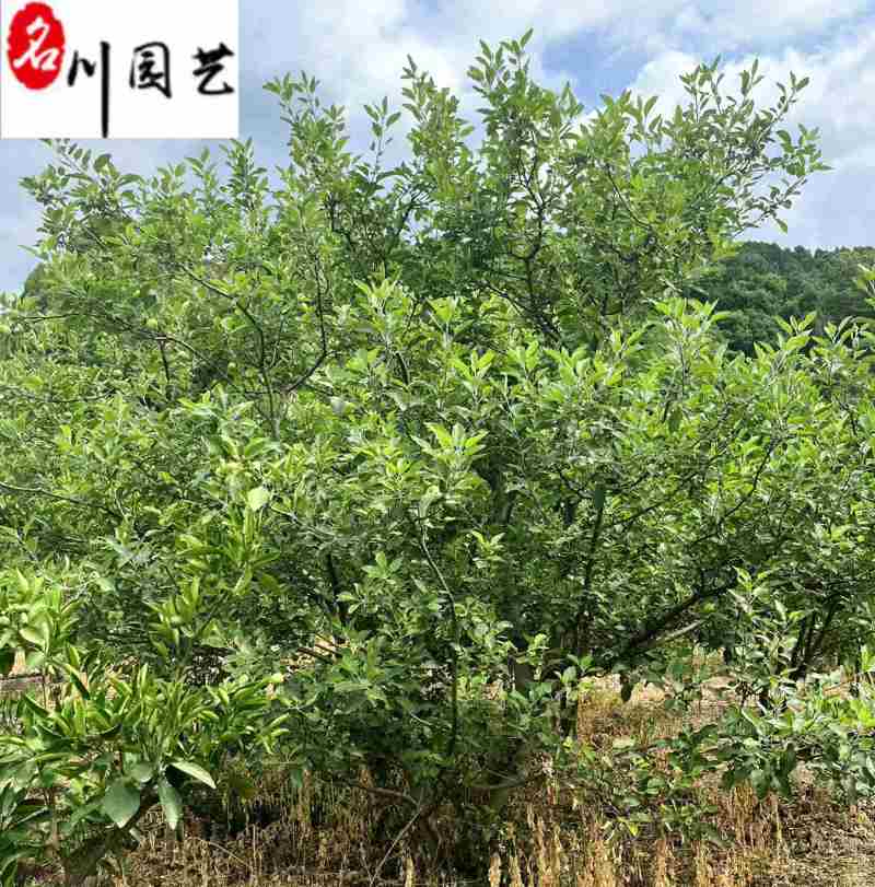 苹果树6-10公分价格四川苹果树果树批发价低物优