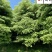 四川桢楠8-15公分价格精品金丝楠木出售自产自销