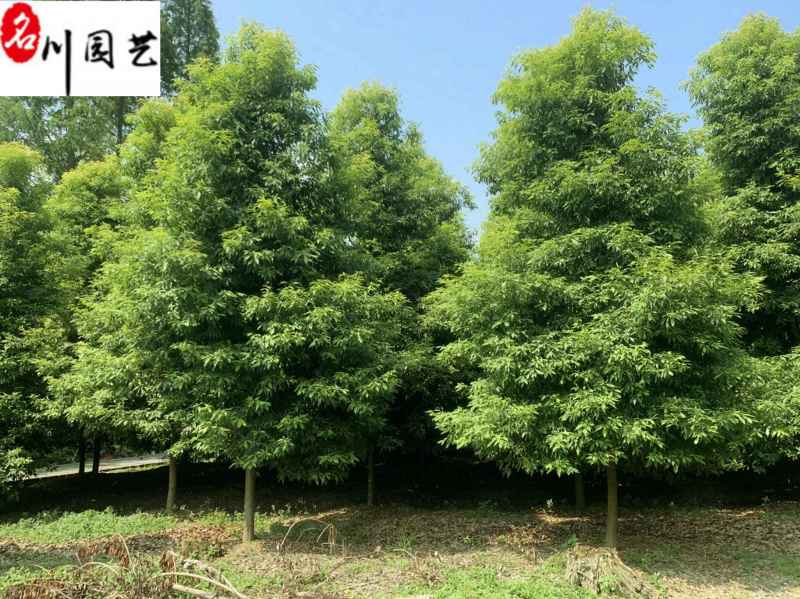 四川桢楠8-15公分价格精品金丝楠木出售自产自销