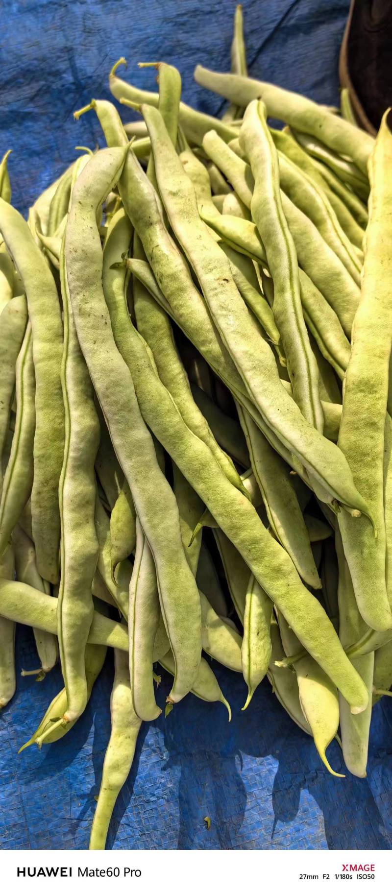 芸豆辽宁白不老大量上市中可发全国，支持视频看货