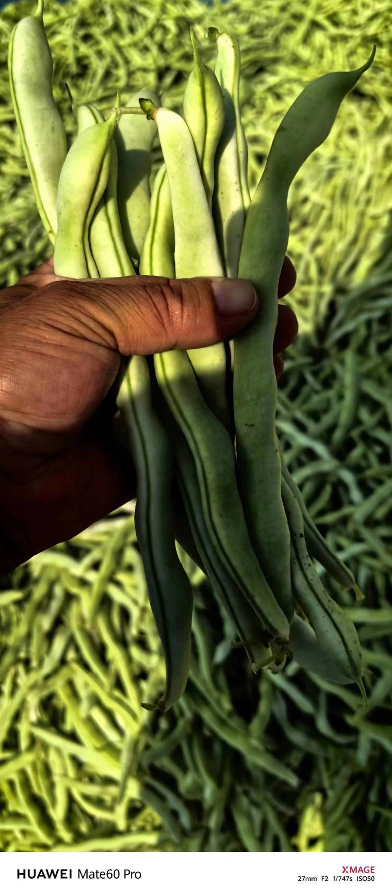 芸豆辽宁白不老大量上市中可发全国，支持视频看货